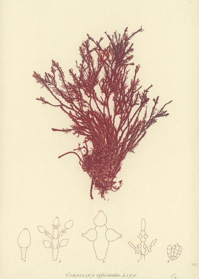 British Sea-Weed by English School